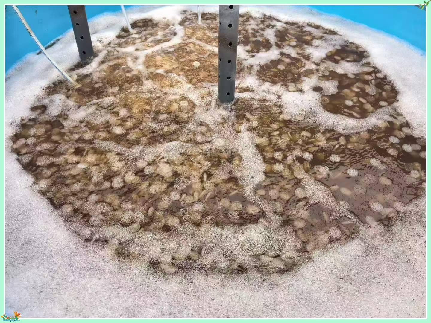 Cómo los biomateriales MBBR mejoran el tratamiento biológico de aguas residuales
