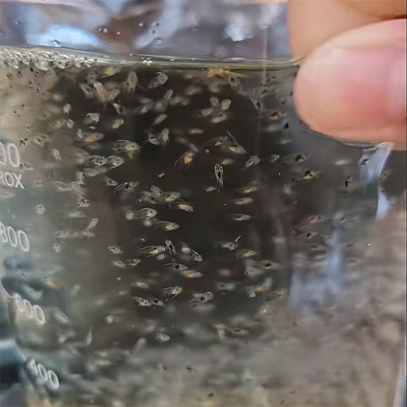 ¿Cuánto material biológico por galón?